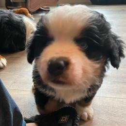 Maverick - Tri-color male Bernese Mountain Dog puppy in Rural Retreat, Virginia from Bernese Bunker