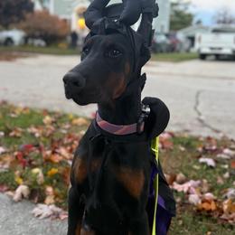 Eva - Guardian Home Placement Only - Black and rust female Doberman Pinscher puppy in Bruce Township, Michigan from Eminent Dobermans