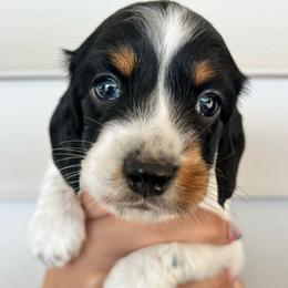 Ginger Bread - Black and tan male Dachshund puppy in Highland, California from BAES Teufelshunde