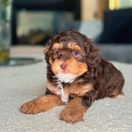 Queen - Chocolate female Goldendoodle puppy in West Jordan, Utah from Doodles Friend