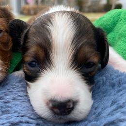 Millie - Dapple female Dachshund puppy in Lake Mary, Florida from Lakeside Doxies