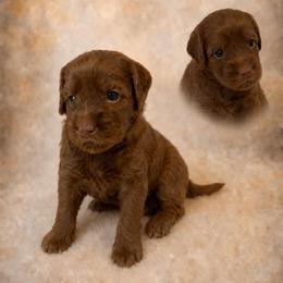 Summer - White Collar - Red  female Goldendoodle puppy in Huntsville, Alabama from Falcon Ridge Doodles