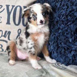 Crunch - Blue merle male Miniature Australian Shepherd puppy in Killen, Alabama from Wilkers Wholehearted Mini Aussies