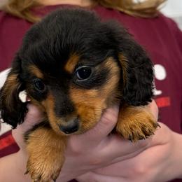Moe - Black and tan male Dachshund puppy in Ft Dodge, Iowa from Secret Reality
