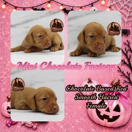 Chocolate based red smooth - Chocolate female Dachshund puppy in Liberty, Texas from Mini Chocolate Factory