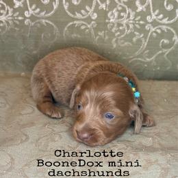 Charollet - Fawn (Isabella) female Dachshund puppy in Lexington, Oklahoma from BooneDox Miniature Dachshunds