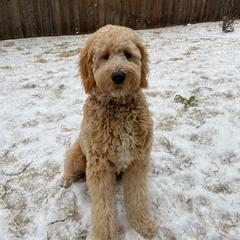 Goldendoodle and Poodle All Grown Up from Rainbow Poodles and Doodles of Oklahoma