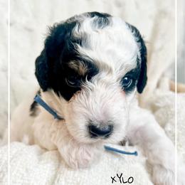 XYLO - Black and white male Bernedoodle puppy in Houston, Texas from Pia’s Doodle Poodle Wag