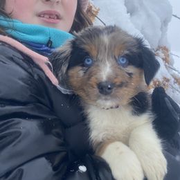 Australian Shepherd Puppies from NEK Aussies