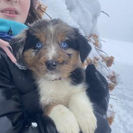 Australian Shepherd Puppies from NEK Aussies