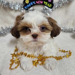 Havanese and Shih Tzu Puppies from Locust Creek Shih Tzu & Havanese