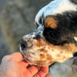 Roxie - Cocker Spaniel