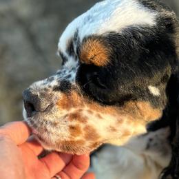Roxie - Cocker Spaniel