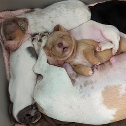 Dachshund Puppies from Ferrario Dachshunds