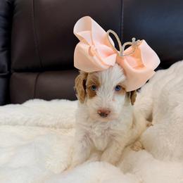 Poppy - Parti female Goldendoodle puppy in Anthem/Phoenix, Arizona from Ironwood Doodles