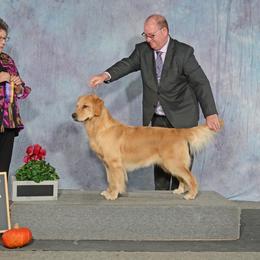 Brie - Golden Retriever