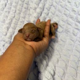 Cayenne - Red  female Poodle puppy in Garner, North Carolina from House of Paws Heritage Nursery