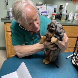 Dachshund Puppies from Triple L Dachshunds