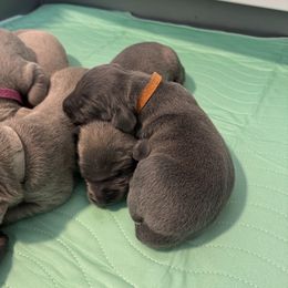 Flint - Blue male Weimaraner puppy in Riverside, Utah from Blue Phantom Kennels