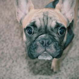 Bullmastiffs and French Bulldogs from Brick Wall Bullies