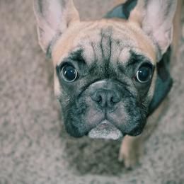 Bullmastiffs and French Bulldogs from Brick Wall Bullies