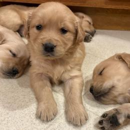Request - Golden female Golden Retriever puppy in Grant County, Indiana from On The Sunny Side Pavey Farms