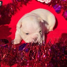 Honey Cream Boy - Seal and white male Boston Terrier puppy in George West, Texas from JT Bostons