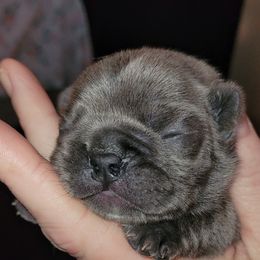 French Bulldog Puppies from 4 Leaf Frenchies