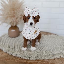 Inlay - Apricot female Goldendoodle puppy in Roanoke Rapids, North Carolina from Sweeter than Honey Doodles