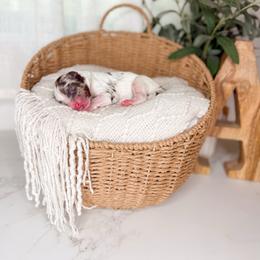 Chunk - Merle male Goldendoodle puppy in Ooltewah, Tennessee from Allison Family Doodles