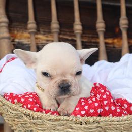 Prince - Cream male French Bulldog puppy in Hudson, North Carolina from Pawsh Petites