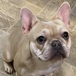 Charlotte - French Bulldog