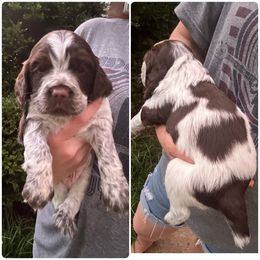 Ross - Brown roan male Cocker Spaniel puppy in Adamsville, Tennessee from Jamie’s Sweet Spaniels