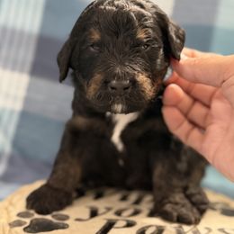 Grayson - Tri-color male Bernedoodle puppy in Phelan, California from PuppyPaws4U