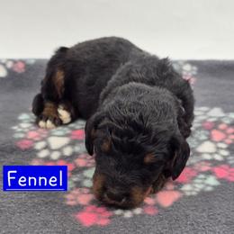 Fennel - Phantom male Bernedoodle puppy in Neillsville, Wisconsin from Granton Creek