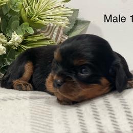 Male 1 - Black and tan male Cavalier King Charles Spaniel puppy in Greensburg, Kentucky from Kentucky Cavalier King Charles Spaniels