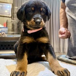 Pink Collar - Black and tan female Beauceron puppy in Sterling, Illinois from Beaucerons of Tempete De Hope