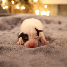 Franklin - Tri-color male Jack Russell Terrier puppy in West Bend, Iowa from Blue Skies Terriers