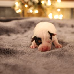 Franklin - Tri-color male Jack Russell Terrier puppy in West Bend, Iowa from Blue Skies Terriers