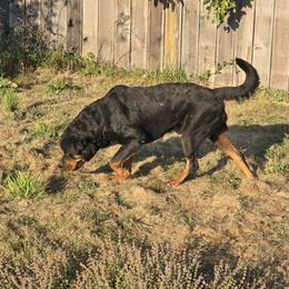 Gryzzlie - Rottweiler