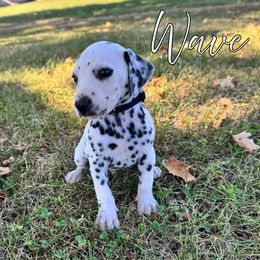 Wave - White and black male Dalmatian puppy in Joplin, Missouri from Ruffles, Ridges, & Spots!