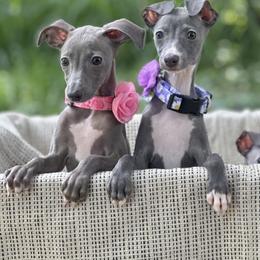 Dachshunds and Italian Greyhounds from Elite Doxies Florida