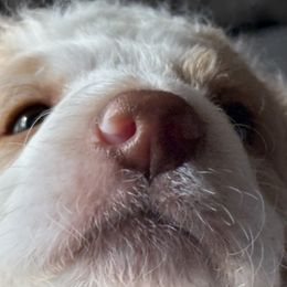 Aussiedoodle Puppies from Vali Girl Aussiedoodles