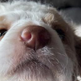 Aussiedoodle Puppies from Vali Girl Aussiedoodles