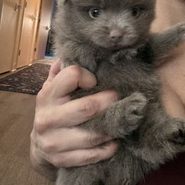 Girl 3 - Chocolate female Pomeranian puppy in El Sobrante, California from Little Lovers Kennels, LLC