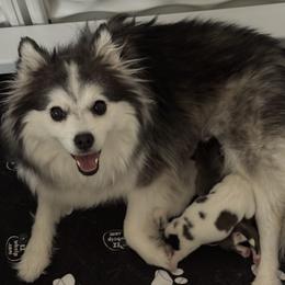 Thia - Pomsky