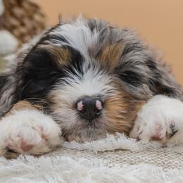 Lily (Purple) - Tri-color female Bernedoodle puppy in Highland, Utah from Angel Pups Deluxe