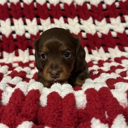 Dachshund Puppies from Emily’s Mini Dachshunds
