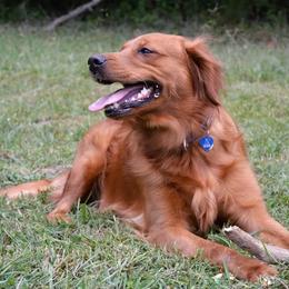 Kyra - Golden Retriever