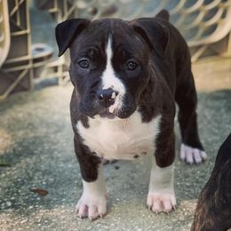 American Foxhound and American Staffordshire Terrier Puppies from Whitlow Kennel